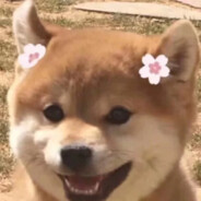 狗哥不就是狗么