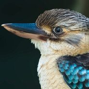 Kookaburra