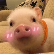 向日葵小班傻瓜蛋