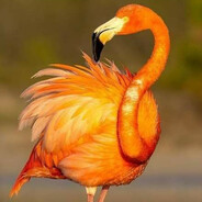 ORANGE FLAMINGO's avatar