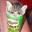 Pringles Cat