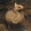 Waddle Waddle