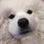 RussianPixel313