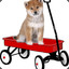 A Dog in a Wagon