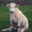 CowTuna
