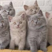 брестский друг