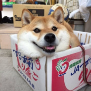 不爱吃辣的小张