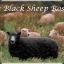 Black Sheep