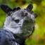 Harpyie's avatar