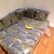 weed sofa