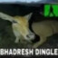 Bhadresh Dingle #55Fps