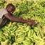 Bananenpflückerbaron Jamal