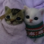 mangomusztardaidopieca67 - steam id 76561199218651683