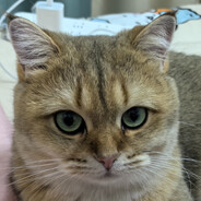 乱开两枪假装很忙