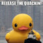 The Quackin