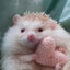 Aristocratic Hedgehog