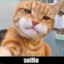 GET SLAMMED BY CAT