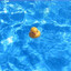 Shimo