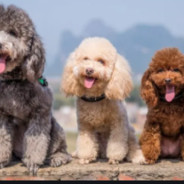 Poodles avatar