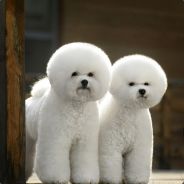 BLACKPINK天下第一