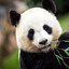 Hungry Panda