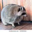 Raccoon Bear:)
