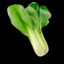 bok choy