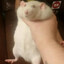 rat