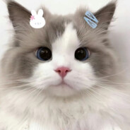 你可以吃芝士汉堡