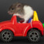 roof rat 1962