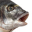 FISHFUCKER