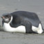 blubber penguin