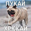 пукай хрюкай