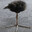 One foot bird
