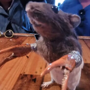 Strongest Rat