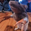 Strongest Rat