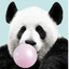 Panda Bär
