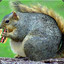 FatSquirrel
