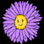 Aster_kg