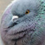 Thicc pigeon