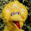 bigbird