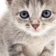 我不微笑你别闹