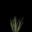 AloeVeraForYou