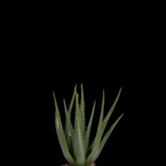 AloeVeraForYou