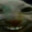 rychook