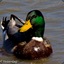 Mr. Duck