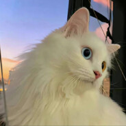 芳乃不会说Ciallo