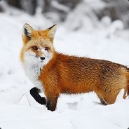 The Red Fox