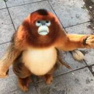 Monke