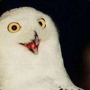 Leolo - steam id 76561197961401242